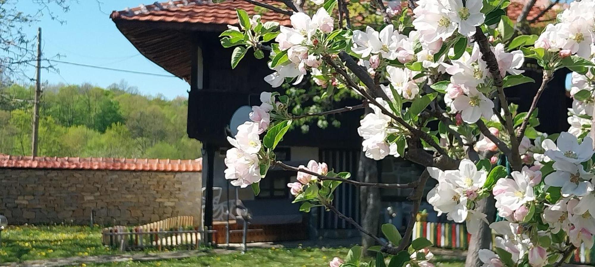 Villa Kesta Za Gosti Roza à Elena Extérieur photo